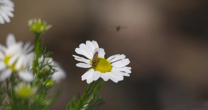 Hoverfly insects visit and pollinate wild daisy flower wings shining in sunlight
