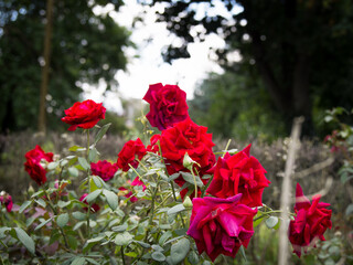 Fototapeta na wymiar roses next to park