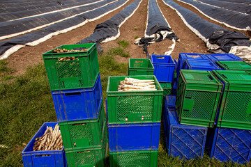 Agriculture field of Asparagus in rows covered with plastic foil. Boxes for harvesting filled in spring