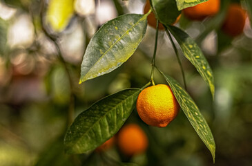 Branch with bright orange tangerines on a fruit tree in the garden. Natural background