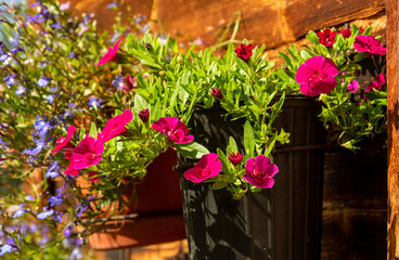 Fototapeta na wymiar Calibrohoa flowers in a pot on the wall of the house.