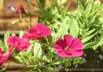 Calibrohoa flowers in a pot on the wall of the house.