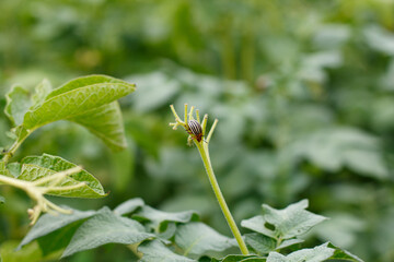 Colorado potato beetle destroys potato crops