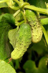 young green cucumber growth in greenhouse.Green cucumber in a garden, close up