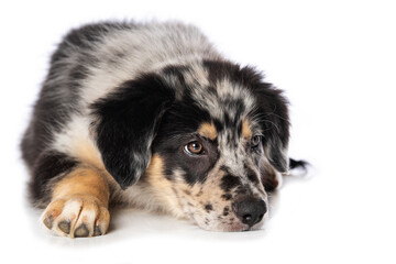 Old german herding puppy isolated on white