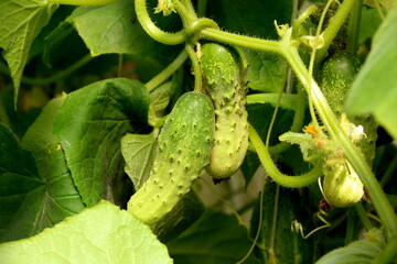 young green cucumber growth in greenhouse.Green cucumber in a garden, close up