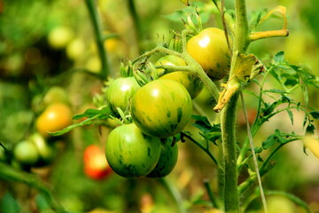 young green tomato plants growth in greenhouse.Green Tomatoes in a garden; close up