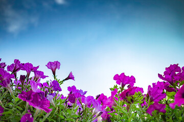 Obraz na płótnie Canvas purple flowers on a meadow