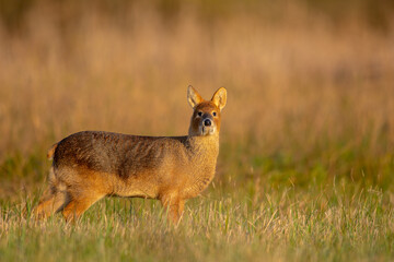 Chinese Water Deer stands in a Cambridgeshire Fen