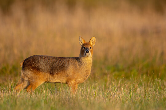 Chinese Water Deer stands in a Cambridgeshire Fen