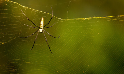 Spider, Web, Green, Nature, Colors, Trap, Nest, Home, 