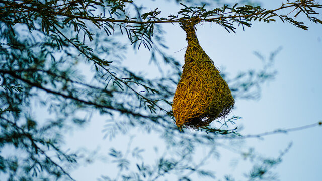 Nature wildlife image of Baya weaver bird nest hanging on tree.