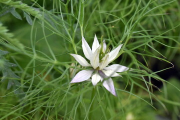 Obraz premium Blüte einer Jungfer im Grünen