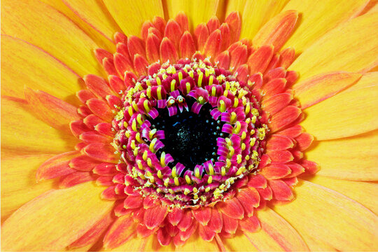 gerbera flower art macro picture