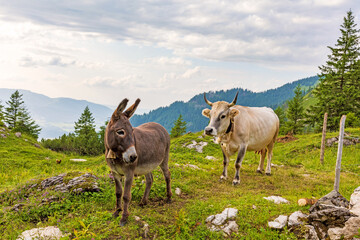 Kuh und Esel - Allgäu - Alpen