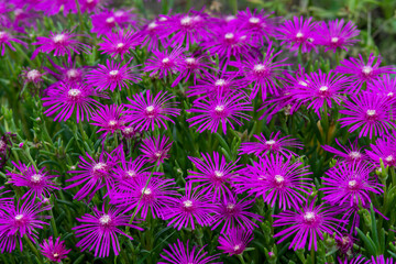 pink Lampranthus spectabilis flowers background photo