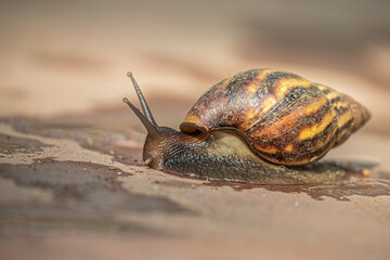 Snail looking for wet land