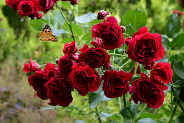 Schmetterling 894
