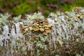 Close up of lichen and moss growing on a tree branch