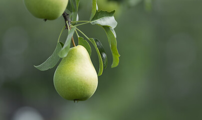 Close-up of ripe organic cultivar pear in the summer garden.