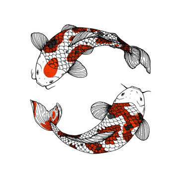Koi carp swimming sketch. Vector illustration. Tattoo print. Hand drawn illustration for t-shirt print, fabric and other uses.