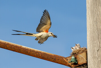 Scissor-tailed flycatcher (Tyrannus forficatus) approaching the nest (built on an electric pole)...