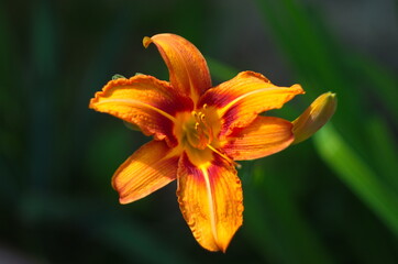 beautiful background of fresh orange blooming lilies with green leaves in the garden