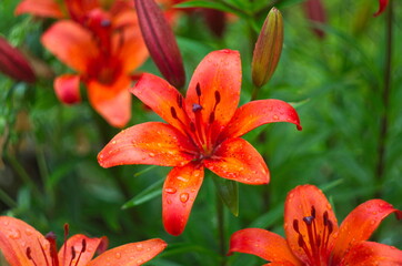 beautiful background of fresh orange blooming lilies with green leaves in the garden