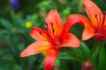 beautiful background of fresh orange blooming lilies with green leaves in the garden