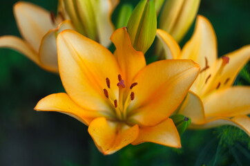 beautiful background of fresh orange blooming lilies with green leaves in the garden