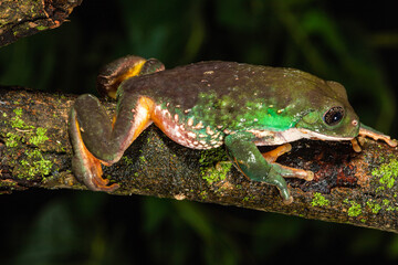 Chilling on a Limb - Mexican Dumpy Frog
