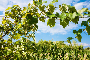 Grapevine with green grapes on cloudy sky background
