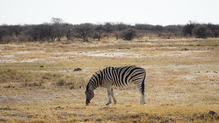 Fototapeta na wymiar Wild Zebras at the Etosha National Park in Namibia.