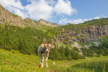 Kuh - Allgäu - Gaisalpsee - Oberstdorf - Alpen