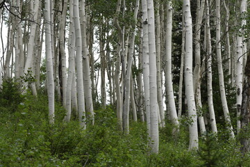 Quaking Aspen Landscape View Wasatch National Forest