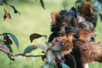 yorkshire terrier puppy in nature