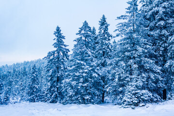 Forest landscape at night icy fir trees Brocken mountain Germany.