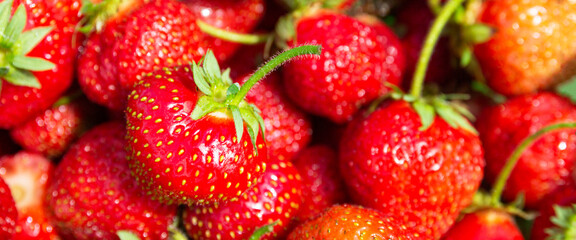 Seasonal organic strawberries grouped freshly harvested with green leaves and natural imperfections. Food background. Banner format.