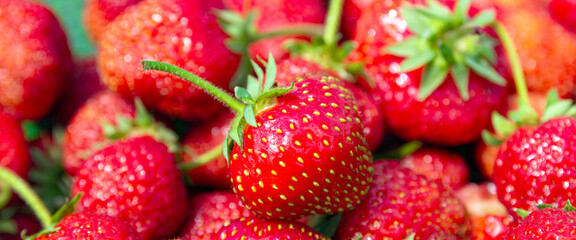 Seasonal organic strawberries grouped freshly harvested with green leaves and natural imperfections. Food background. Banner format.
