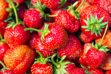 Seasonal organic strawberries grouped freshly harvested with green leaves and natural imperfections. Food background