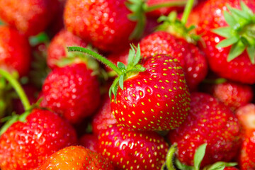 Seasonal organic strawberries grouped freshly harvested with green leaves and natural imperfections. Food background