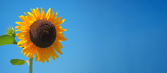 yellow sunflower on the background of a blue sky