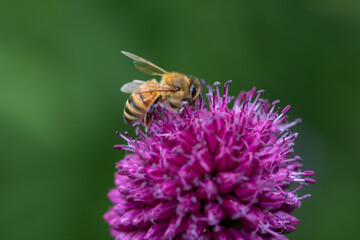 bee on a purple flower macro photo