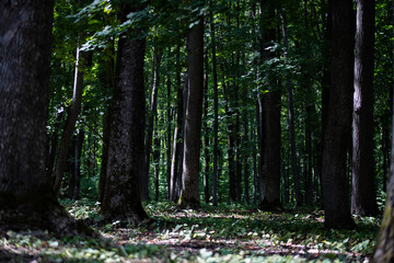 Photo landscape texture of a deciduous forest