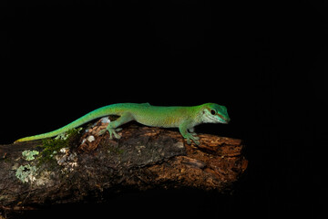 Giant Day Gecko, Phelsuma madagascariensis, Reptile, lizard, reptile, animal, nature, wildlife, iguana, gecko, chameleon, dragon, zoo, tree, green, wild, tropical, Once upon a Log - Giant Day Gecko