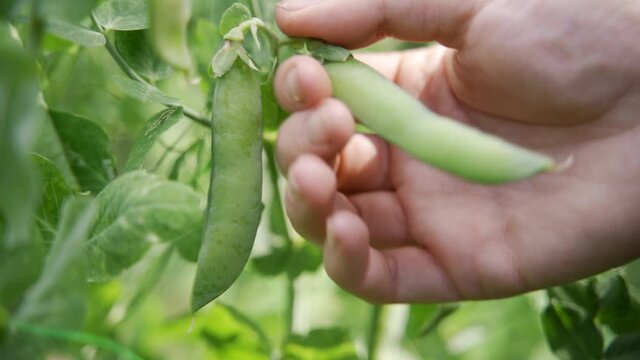 A woman gardener picks ripe green peas from a bush. Harvesting in the city. Healthy legumes. Close-up, slow motion, HD.