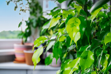 Close-up of home ornamental plant ficus Benjamin Golden Monique cultivar in the interior of balcony of residential apartment. Focus in the foreground, blurred background. Selective focus, copy space.