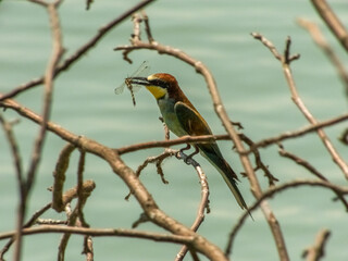 bird bee-eater sits on a bare branch of a tree with an insect in its beak caught to feed chicks, against the background of river water