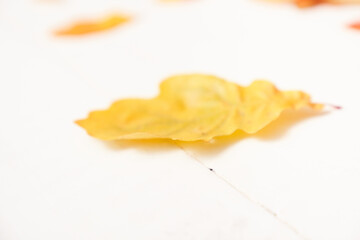 a few yellow autumn fallen leaves on the background of light wooden boards. flatley. space for text. High quality photo