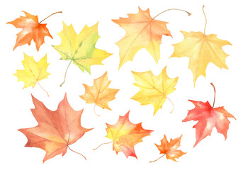 Autumn maple leaves in watercolor